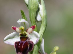 Ophrys_valdeonensis_Posada_de_Valden_Picos_de_Europa_4-min